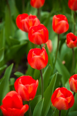 Red  tulips .