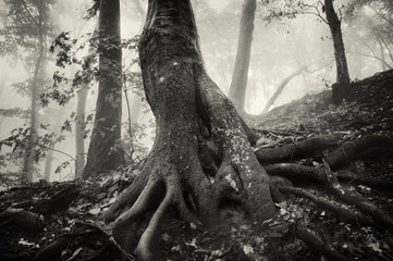 old tree with huge roots in a spooky forest with dark fog