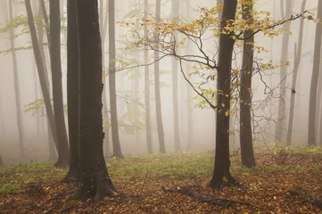 Tuinposter autumn landscape from a forest with beautiful colors and fog © andreiuc88