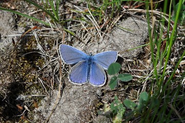 niebieski motyl © agnieszkalll