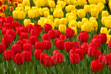Red and yellow tulips . tulips .