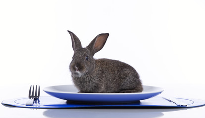 Rabbit in a plate