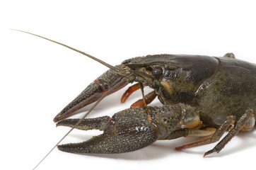 Flusskrebs, Crayfish, Astacoidea