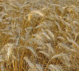 Wheat field