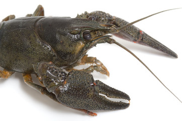 Flusskrebs, Crayfish, Astacoidea