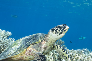 Obraz premium Hawksbill Turtle Eretmochelys Imbricata