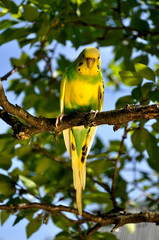 budgie in a tree