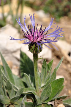 Kornblume, Alpenblume