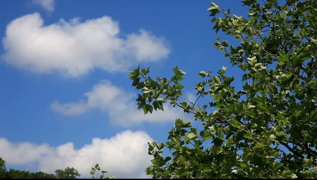 Tree against blue sky, HD