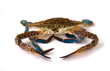 Fresh raw flower crab