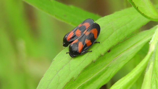 Gemeine Blutzikade - Cercopis vulnerata