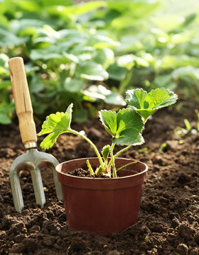 Strawberry Plant In Pot