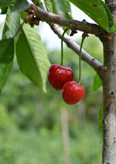 Pair of cherries