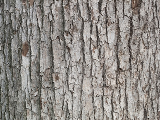 樹木の幹