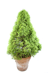 Thuja