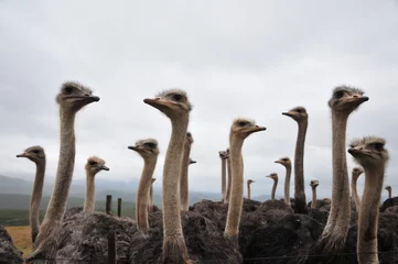Keuken foto achterwand Struisvogel struisvogels