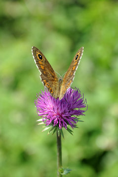 Schmetterling, Alpendistel, Blume