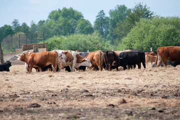 Naklejka na ściany i meble cattle on the pasture