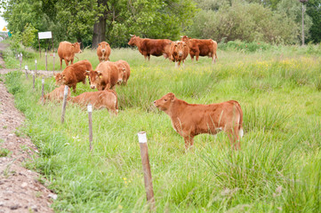 cattle on the pasture