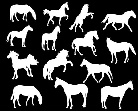 collection of white horse isolated on black - vector