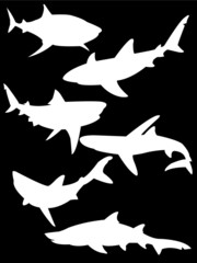 silhouette of white sharks isolated on black - vector