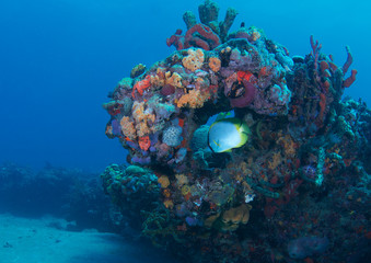 Reef Composition with Spotfin Butterfly framed in coral.