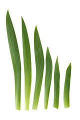 Iris Leaf