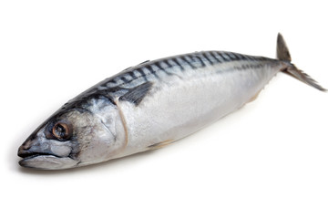 Mackerel on a white background