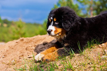 Bernese Mountain Dog