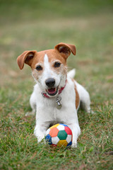 Parson Jack Russell Terrier playing with a ball on the grass