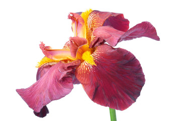 purple iris flower isolated
