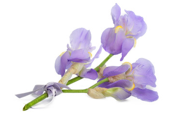 A branch of flowers blue iris, isolated
