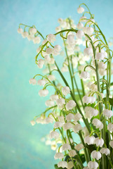 Obraz premium Lily.