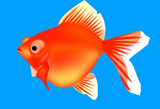 3 Best 赤出目金 Images Stock Photos Vectors Adobe Stock 3 Best 赤出目金 Images Stock Photos Vectors Adobe Stock