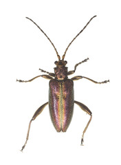 Reed beetle (Donacia aquatica)
