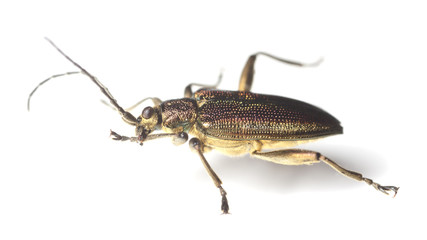 Reed beetle (Donacia aquatica)