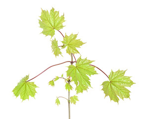 Maple branch isolated on white background