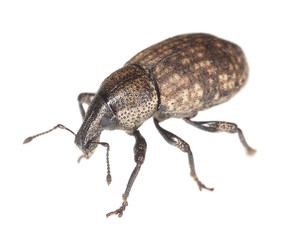 Weevil isolated on white background, macro photo