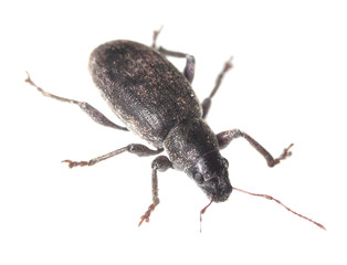 Weevil isolated on white background, macro photo