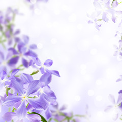 Fototapeta na wymiar kwiaty niebieski