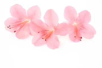 Foto op Canvas Satsuki-bloem © kyonnta