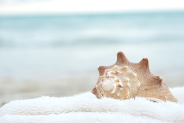 Obraz na płótnie Canvas Sea shell