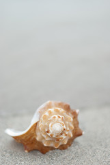 Sea shell