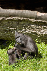 Obraz premium Macaca Nigra