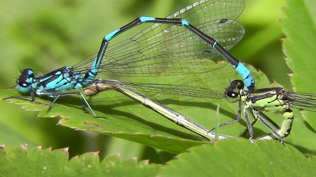 Hufeisen-Azurjungfer - Coenagrion puella - Paarungsrad
