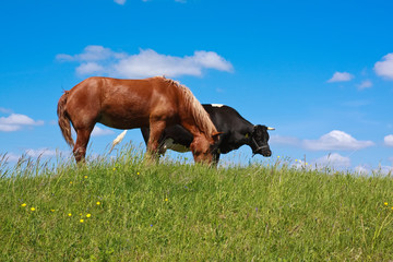 horse and cow, grazing in green meadow
