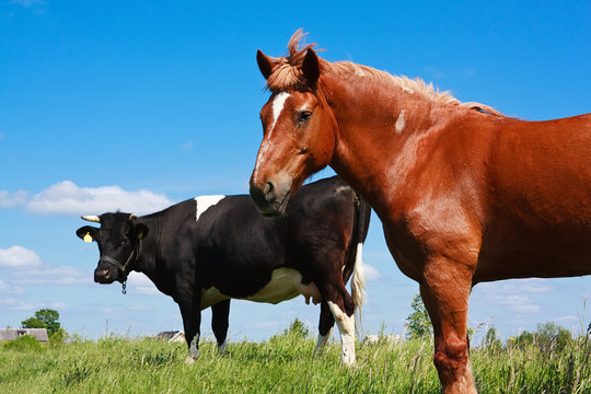 horse and cow - Powered by Adobe