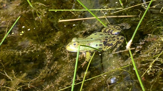 Wasserfrosch
