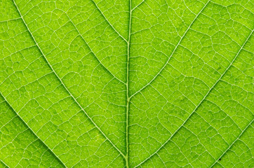 Plakat leaf