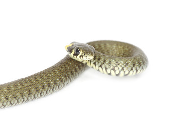 snake
